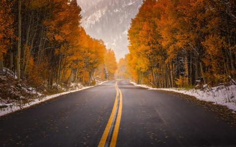 路，高速公路，秋季，树木，叶子，森林，山