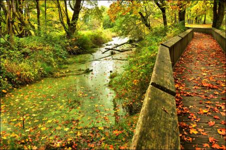 秋天，池塘，森林，树木，桥，路，性质