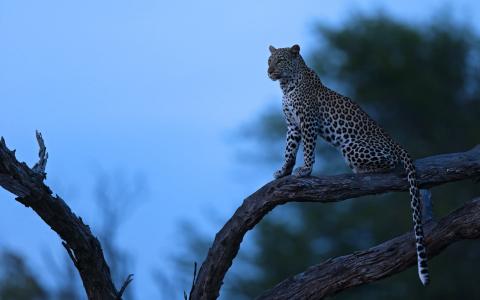 非洲，晚上，树，豹，捕食者，性质
