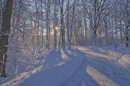 冬天，森林，道路，树木，景观
