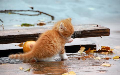 小猫，百合，秋天，性质