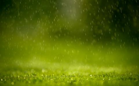 雨，草，滴，夏天