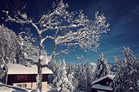 瑞士，瑞士，冬天，雪，树，云杉，房屋