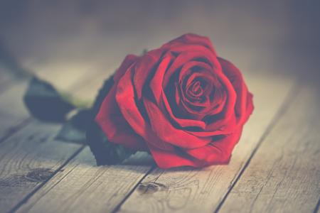 浪漫七夕情人节红玫瑰