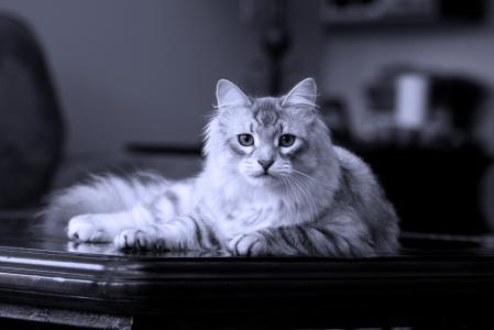 西伯利亚猫，纯种，在桌子上