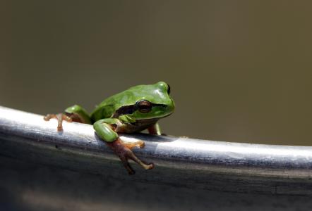 绿色，青蛙，爪子，分支