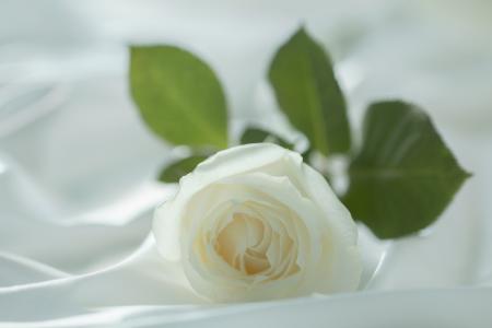 玫瑰，花，白，宏，织物，柔情，花瓣，浅色背景