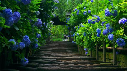植物，绿色，楼梯