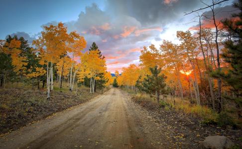 道路，森林，树木，秋季，科罗拉多州，科罗拉多州，美国