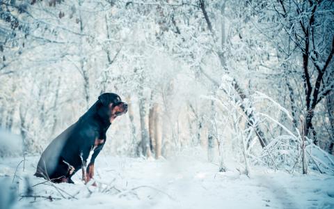 狗，冬天，其他