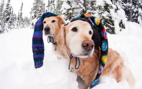 猎犬，戴帽子的狗，雪，冬天