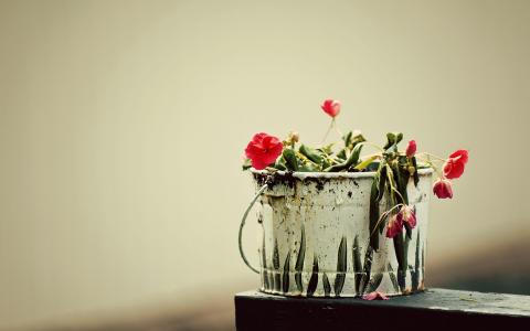 桶，植物，鲜花