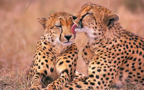 猎豹，掠夺者，夫妇，爱抚