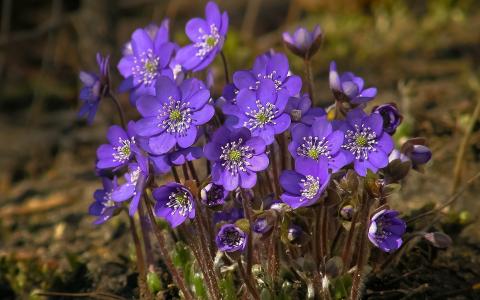 紫罗兰，鲜花，春天，性质
