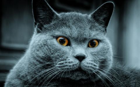 灰烬的猫，眼睛