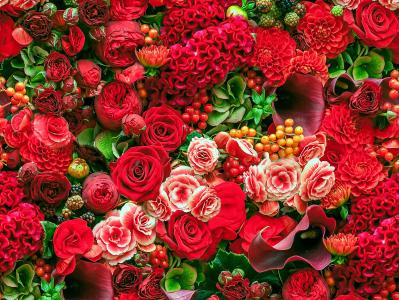 玫瑰，大丽花，秋海棠，卡拉斯，吻