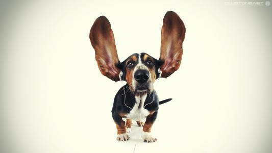 耳朵，狗，耳机