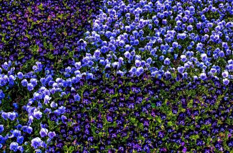 紫罗兰，紫罗兰花园，中提琴