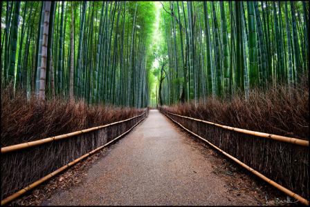道路，竹子，篱笆，森林