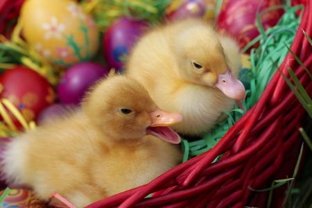 小鸭子，鸭子，鸡蛋，krashenki，复活节