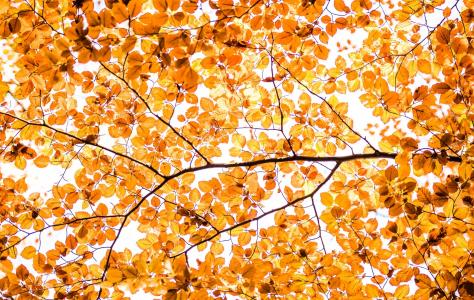 叶子，秋天，分支机构，纹理，油漆，树