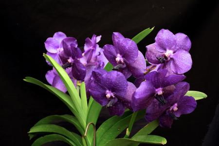 兰花，紫色，鲜花
