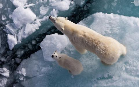 北极熊，北极熊，熊，小熊，浮冰