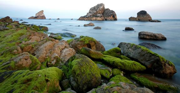 岩石，海藻，海洋，水