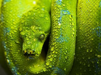 蛇，绿色，鳞片，滴