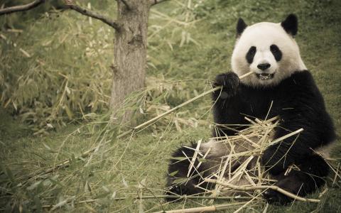 熊猫，竹子，自然