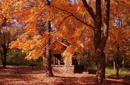 秋天，公园，树木，景观
