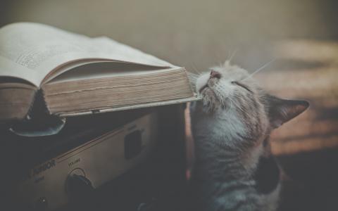 猫，书，接收器