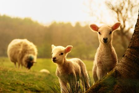 年轻，羊羔，羊，树