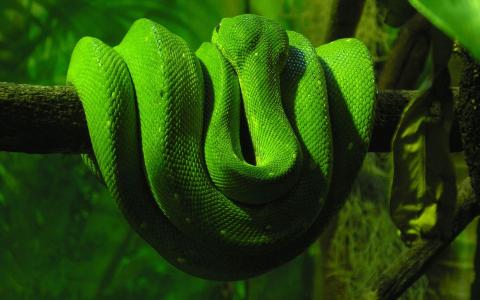 绿蛇，毒药，鳞片