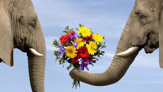 大象，鲜花，花束