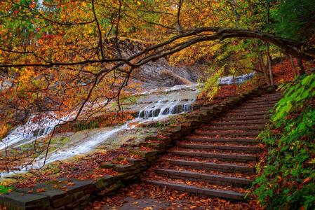 步骤，秋季，多彩，水，叶子，性质，公园，森林，树木