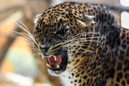 豹，野猫，捕食者，枪口，微笑，咆哮，嘴，f牙，愤怒，愤怒，威胁，侵略，愤怒