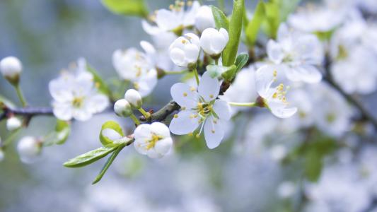 春天，开花，分支，苹果树