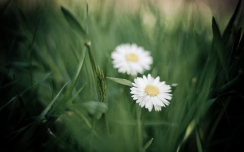 雏菊，花，白色的花瓣，草，绿色