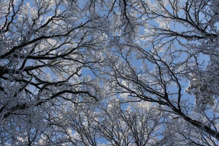 冬天，树木，自然，冠
