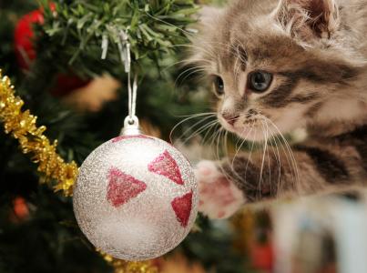小猫，新年，圣诞球，金属丝，假期，快乐的小猫