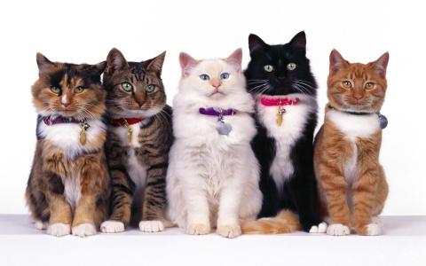 猫，五，衣领，白色，黑色，红色，条纹，发现