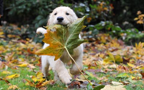 湿狗，一片叶子在嘴里
