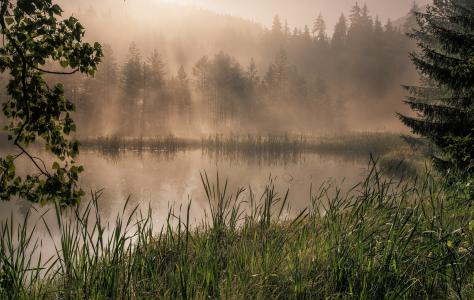 湖，森林，早晨，黎明，蒸汽，阴霾