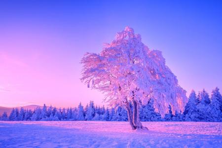 冬天，树，景观