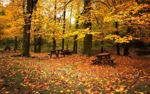 秋季，红色，黄色，棕色，森林，壁纸，秋季，森林，红色，黄色