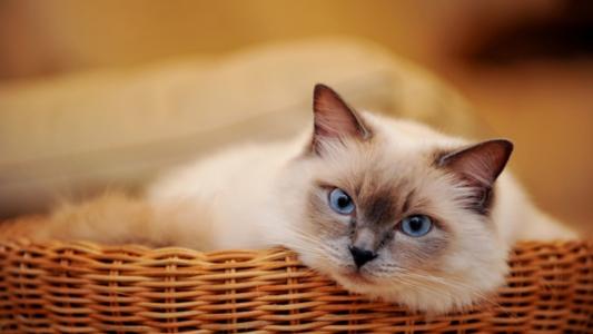 白色，猫，蓝色，眼睛，柳条，篮子