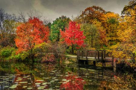 秋天，树木，小河，桥，景观