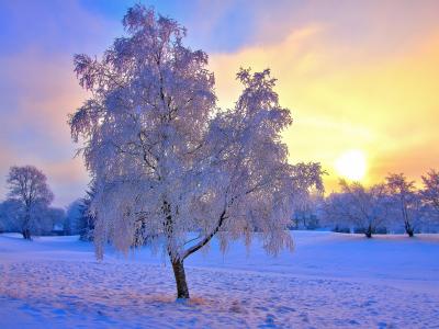 冬天，雪，白霜，树，树，太阳