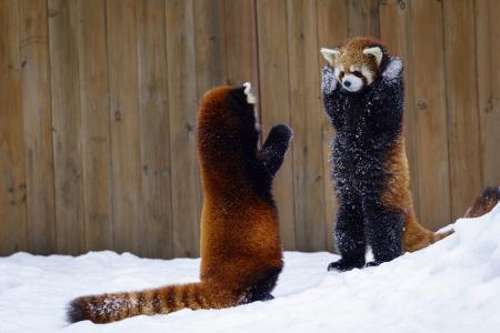 雪，红熊猫，两只动物，举起手来，栅栏
